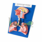 Respiratory System Model